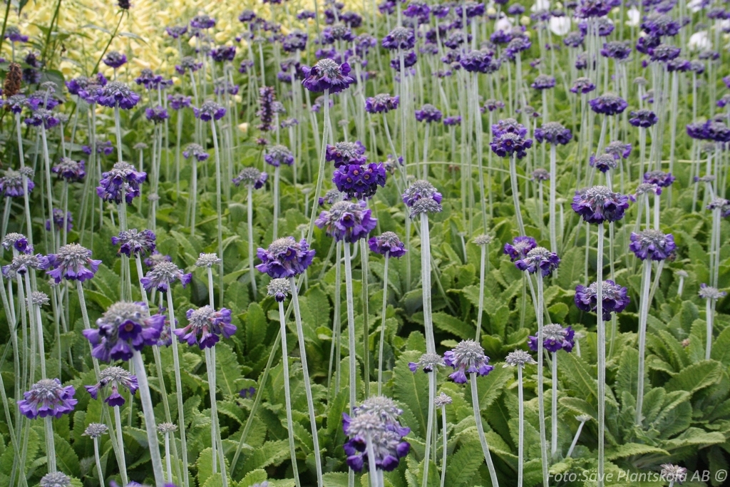 Primula capitata subsp. Mooreana